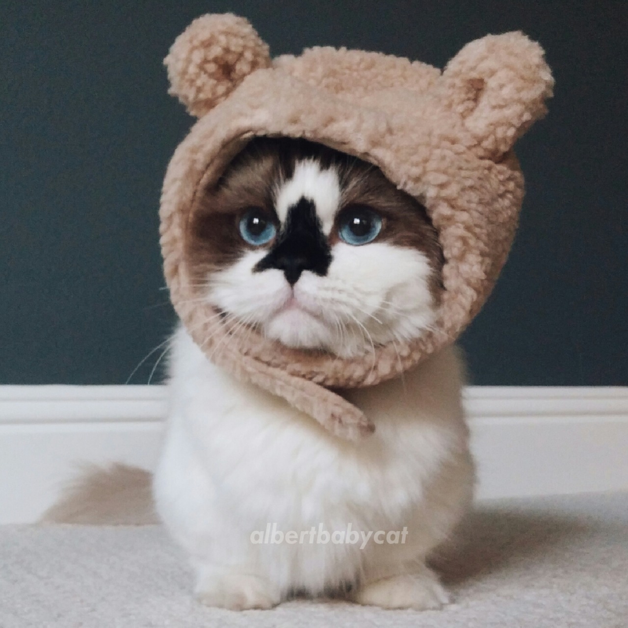Смешные картинки котиков милые. Кот в шапке. Шапочка котика. Милые коты в шапочках.