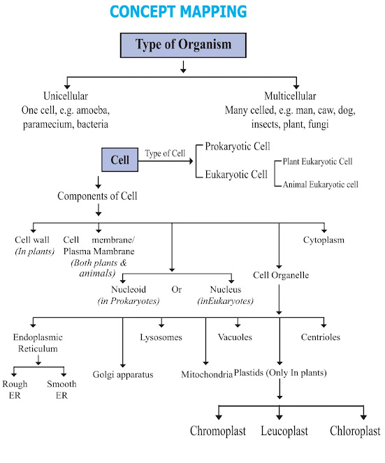 What is the basic unit of life