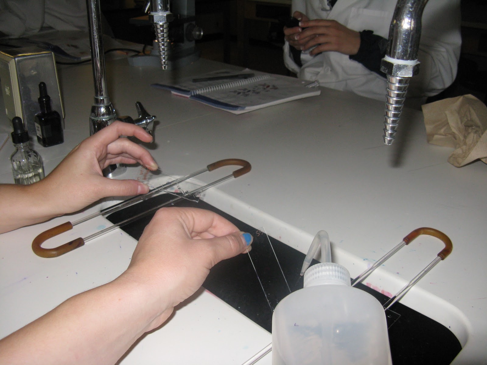 Samantha and Sarah's Microbiology Lab Journal Preparing a Gram Stain