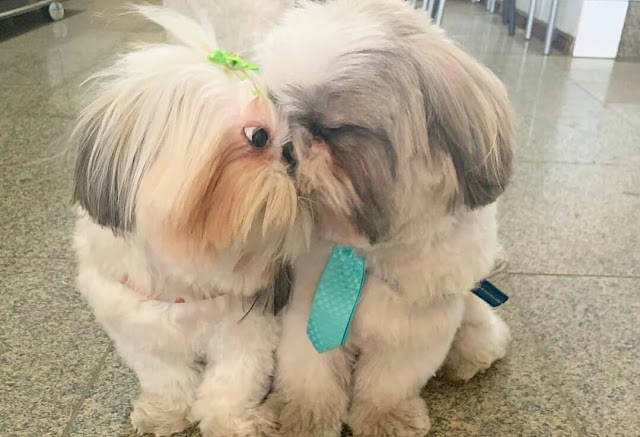 Como o Shih Tzu se Comunica