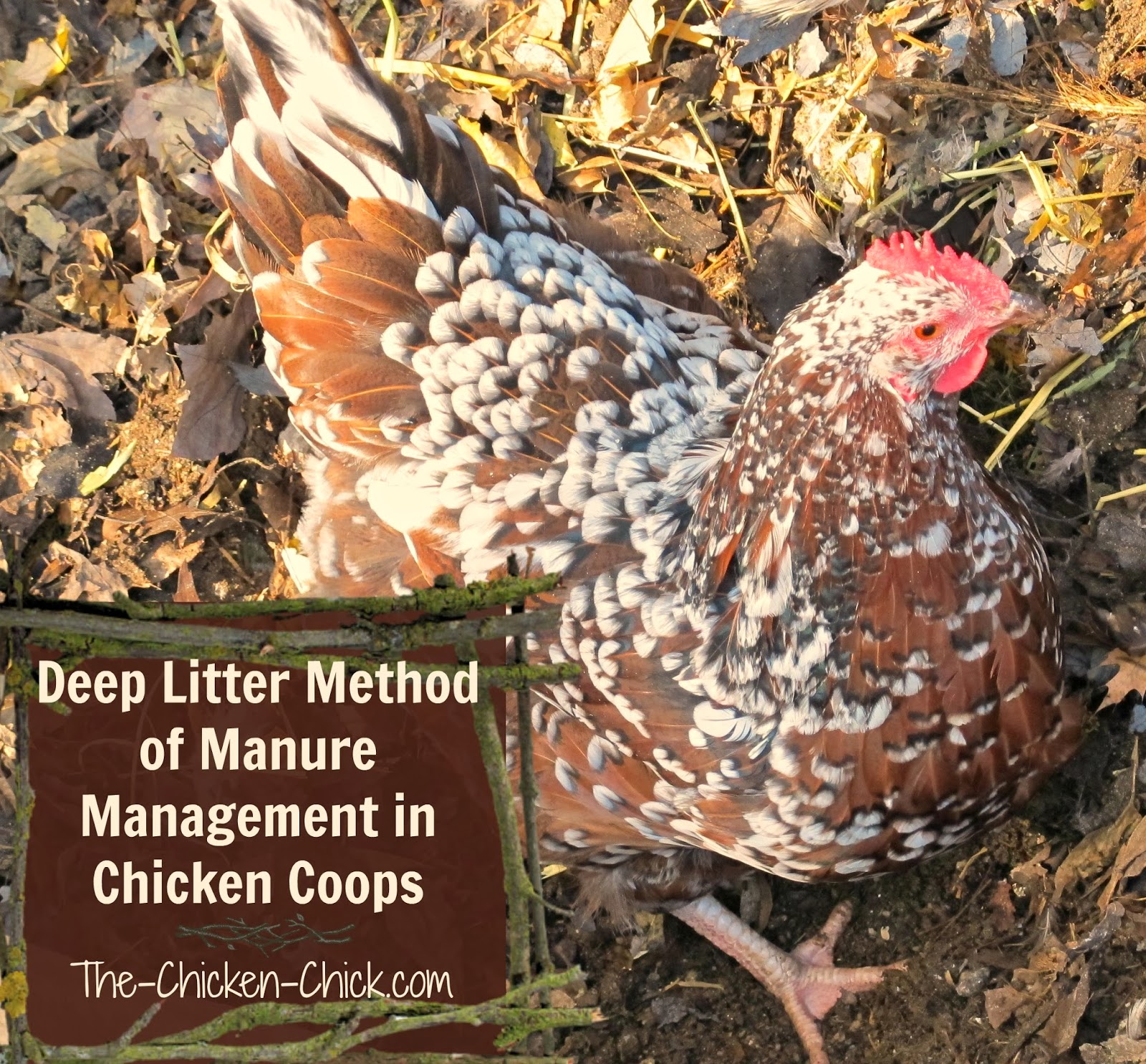 Chicken Chick®: The Deep Litter Method of Waste Management in Chicken 