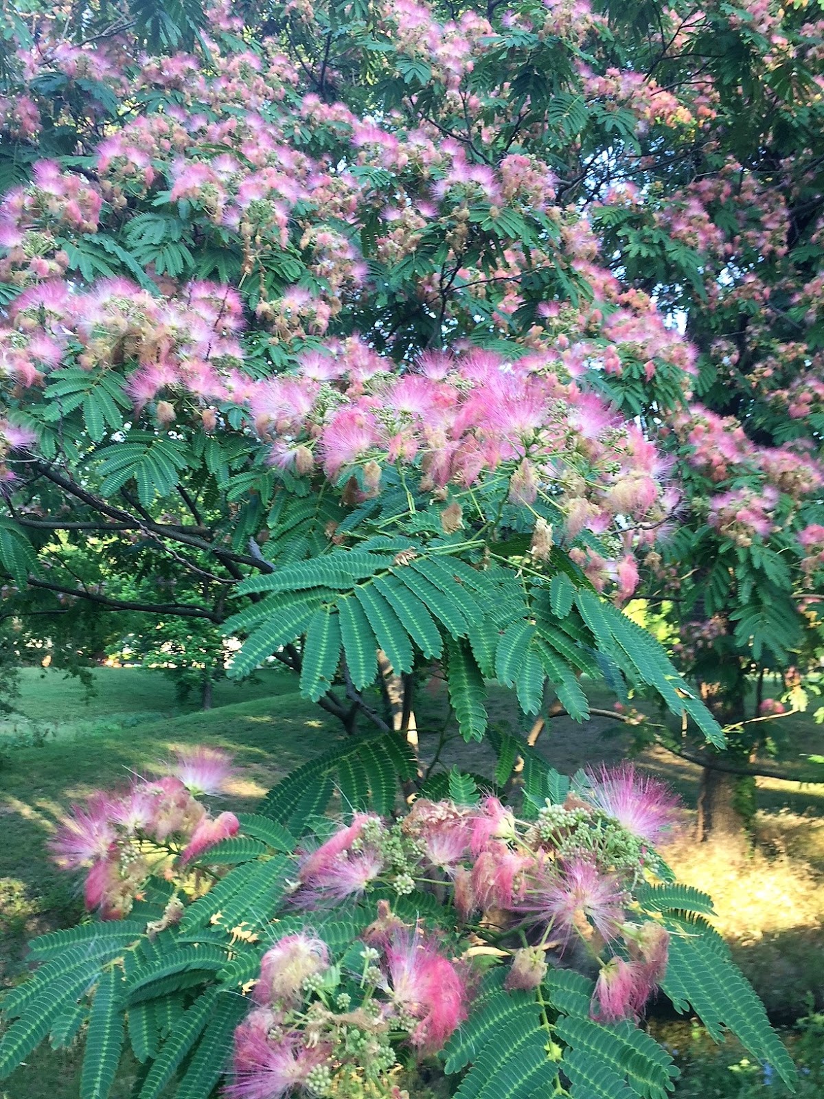The Fragrant Journey Scented Paths The smell of Texas Mimosa or Silk