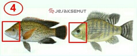9 Cara Mudah Membedakan Ikan Nila dan Mujair Lengkap