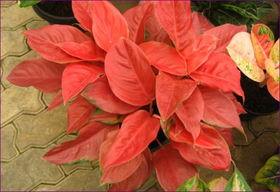 6 Jenis Aglaonema Thailand yang Populer di Indonesia 6 Jenis Aglaonema Thailand yang Populer di Indonesia