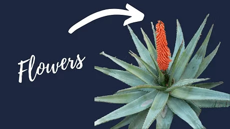 Flowers on Aloe Vera plant