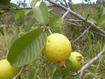 Ripe guava