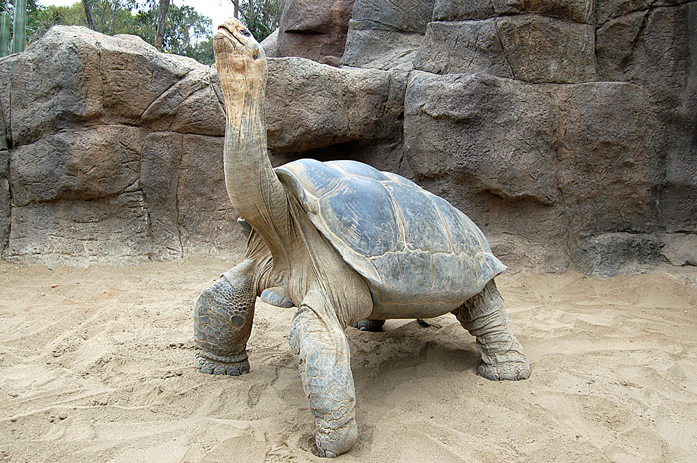 Galapagos Tortoise Reptiles World galapagos-tortoise-reptiles-world