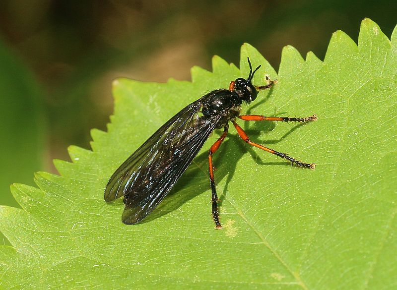 Naturwunder Ein paar Raubfliegen (Schlegler Teiche, Schanzberg