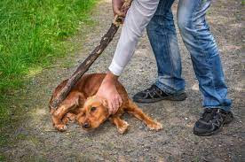 Punishment of dogs for killing cats!