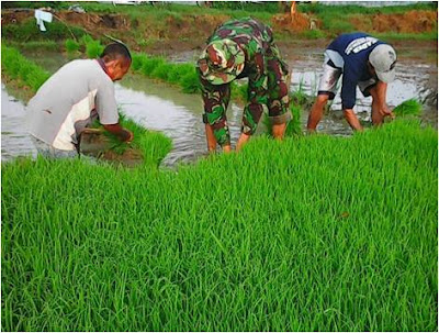 BABINSA NEWUNG  TURUN SAWAH BANTU PETANI