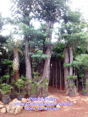 Jual Pohon Pule | Supplier Pohon Pulay Murah | Tanaman Pulai | Pohon Lame