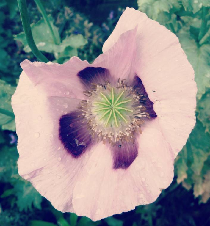 Purple Poppies: How Amazingly Beautiful!?