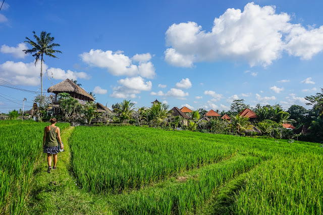 Ubud rice terraces walk
