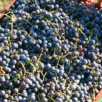 Wine grapes