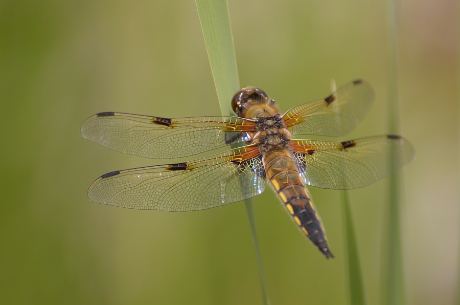 Storchschnabel und andere Stauden Libellen am Teich