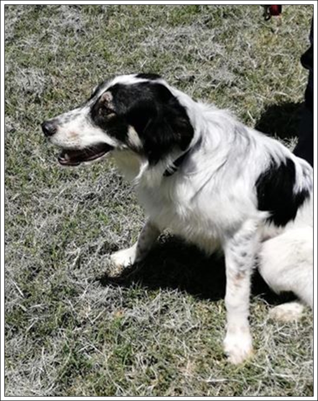 Gli amici di Argo ULISSE CUCCIOLONE 8 MESI TG GRANDE, LO HANNP BUTATO VIA COME UN SACCO, CERCA Gli amici di Argo ULISSE CUCCIOLONE 8 MESI TG GRANDE, LO HANNP BUTATO VIA COME UN SACCO, CERCA