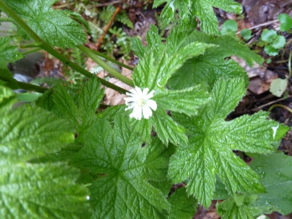 Midwest Native Plants, Gardens, and Wildlife Suburban Blooms