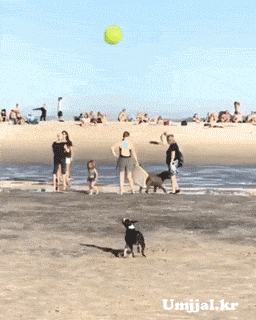 Umjjal_kr_175.gif