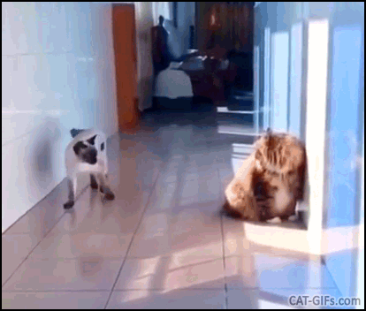 Amazing Cat GIF • Funny Siamese cat Sneak attack on other cat Purrfect slide move Amazing Cat GIF • Funny Siamese cat Sneak attack on other cat Purrfect slide move