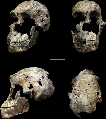 skull Homo naledi