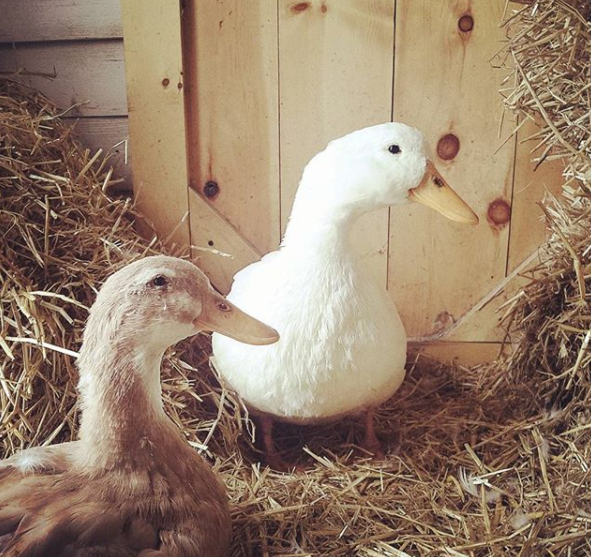 Cold Weather Tips For Winter Duck Care Fresh Eggs Daily