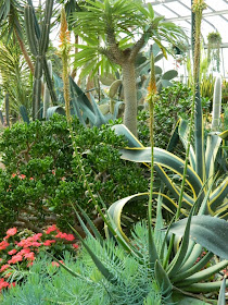 Centennial Park Conservatory agave pink kalanchoe desert garden by garden muses-not another Toronto gardening blog