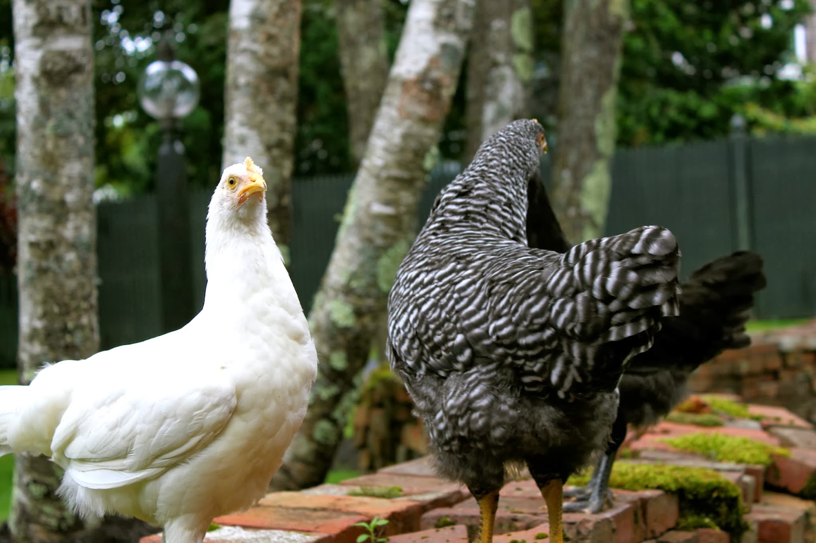 wander north a beginners guide to backyard chickens