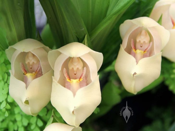 A orquídea 'berço de Vênus', uma flor bonita e pouco conhecida, parece ter  bebês em seu interior | Curiosidades da Terra