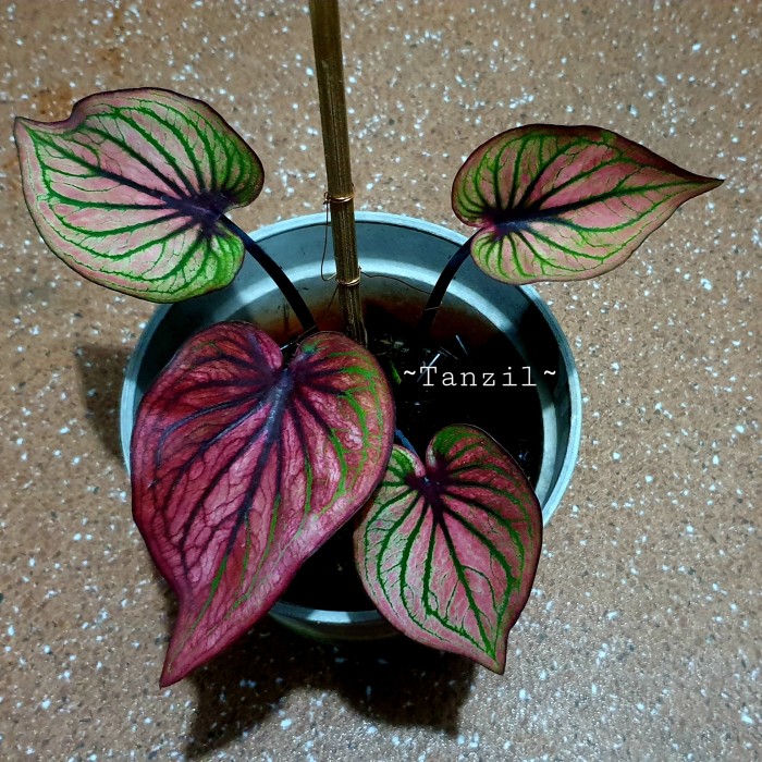 Tips Mendekorasi Rumah Dengan Tanaman Hias Jenis Keladi Ini Pilihannya