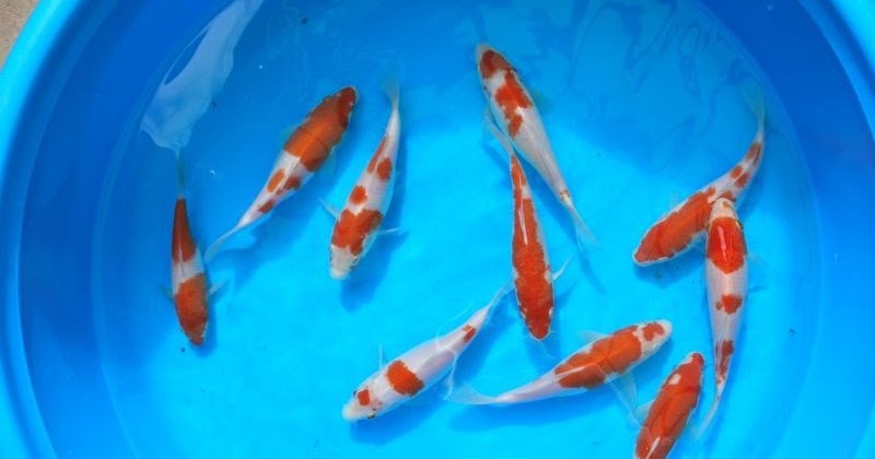 Jual Ikan Koi Grade A 1 Kutorejo Kabupaten Mojokerto 0857 8464 1852 Jual Ikan Koi Grade A 1 Gerbangkertosusila Jual Ikan Koi Grade A 1 Kutorejo Kabupaten Mojokerto 0857 8464 1852 Jual Ikan Koi Grade A 1 Gerbangkertosusila