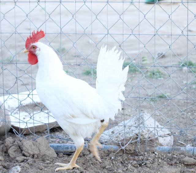 Do you need a rooster for chickens to lay eggs?