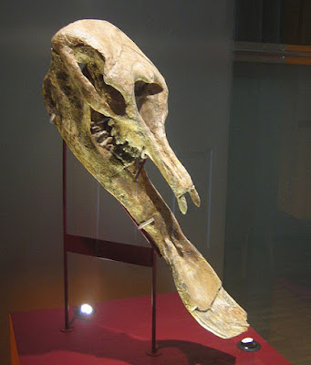 Platybelodon skull