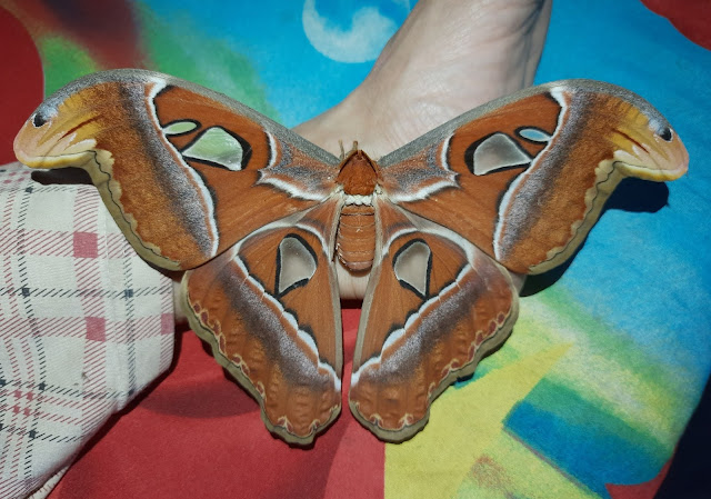 Attacus Atlas Moth, Giant Moth, Atlas Moth