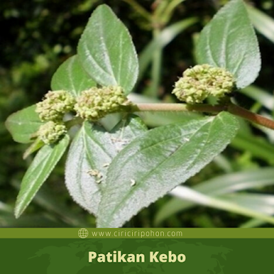 Patikan Kebo