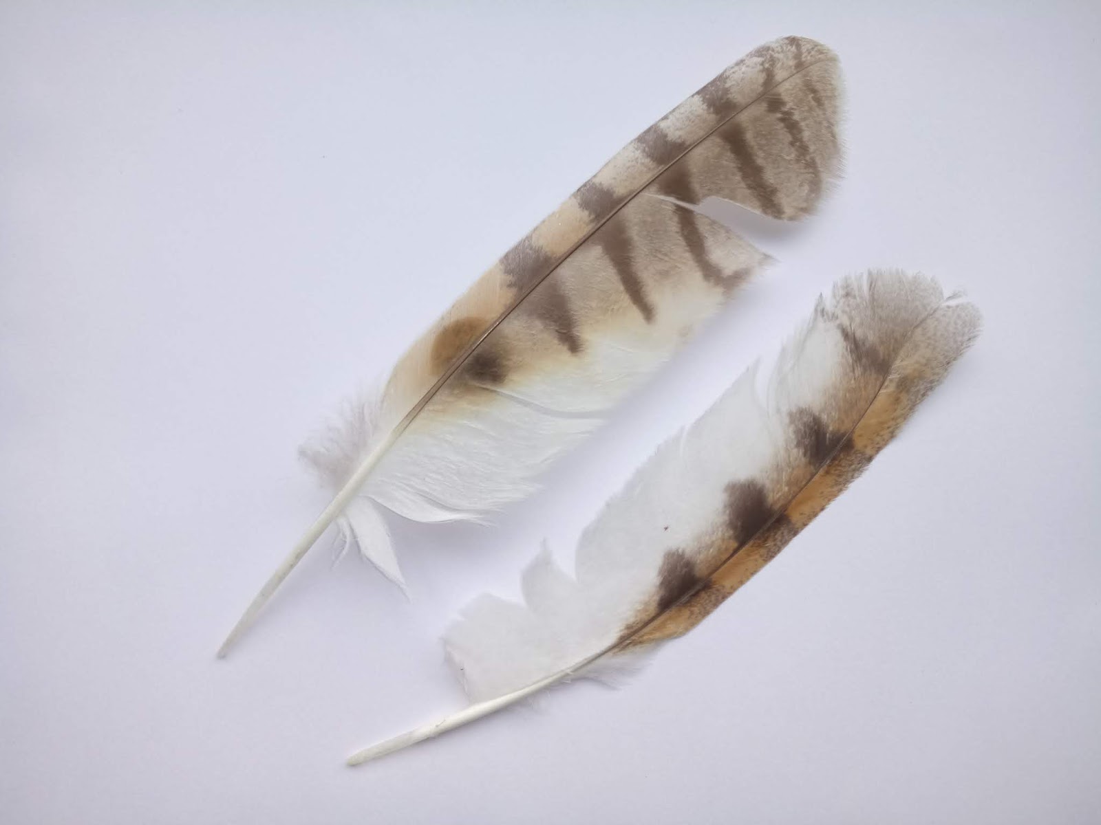 Águila Calzada - Hieraatus pennatus (Gmelin, 1788): 10 mar 2019