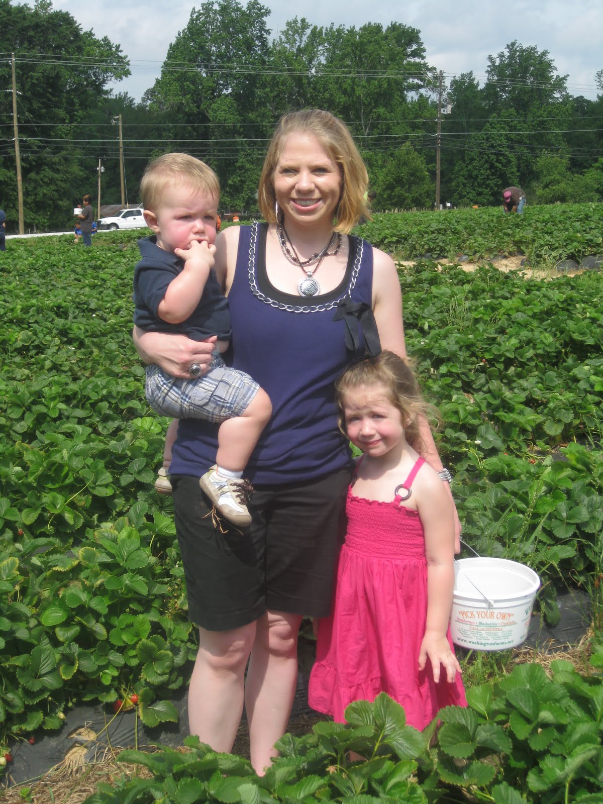 Knight and Day Strawberry Picking at Washington Farms