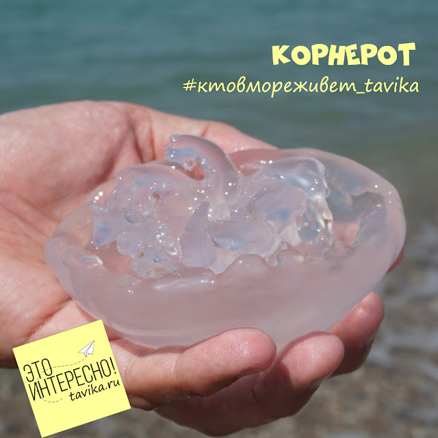 Корнерот Черное Море Фото