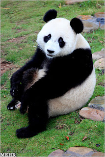 صور الباندا 2023 ، خلفيات دب الباندا حزينة وجذابة