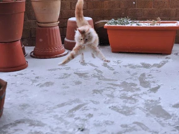Gato en la nieve saltando. Imágenes divertidas de gatos.