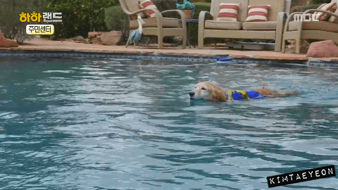 [사진/움짤多] 동물 학대의 현실 & 네 다리가 없는 치치 이야기 | 인스티즈