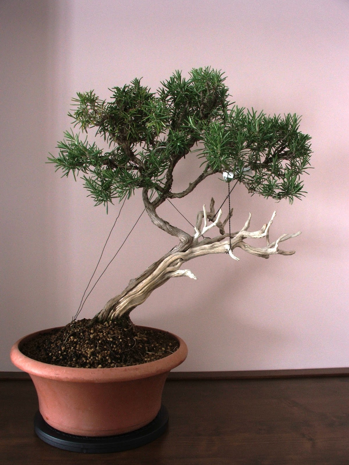 Evoluzione Bonsai Bonsai Di Rosmarino Rosmarinus Officinalis Rosemary