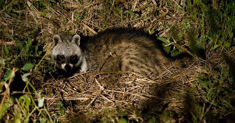 Minggir Hunting Club (MHC) CARA MEMBURU MUSANG DENGAN PERANGKAP
