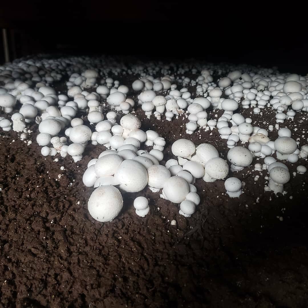 Oyster Mushrooms Vs Button Mushrooms Mushroom supplier Biobritte