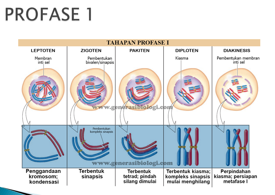 profase I