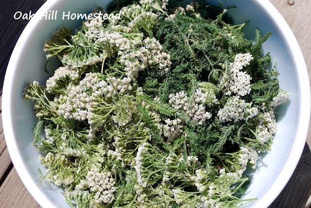 How to harvest and dry yarrow.