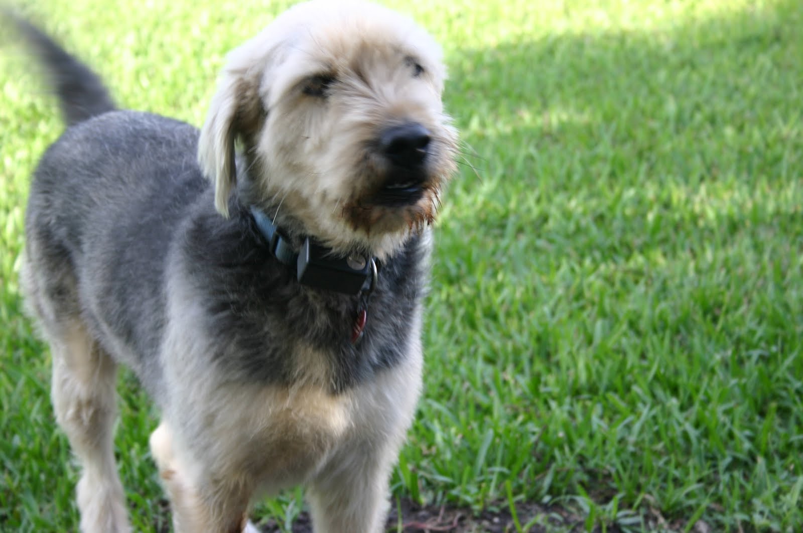 34 Year old female, schnauzerShepard mix