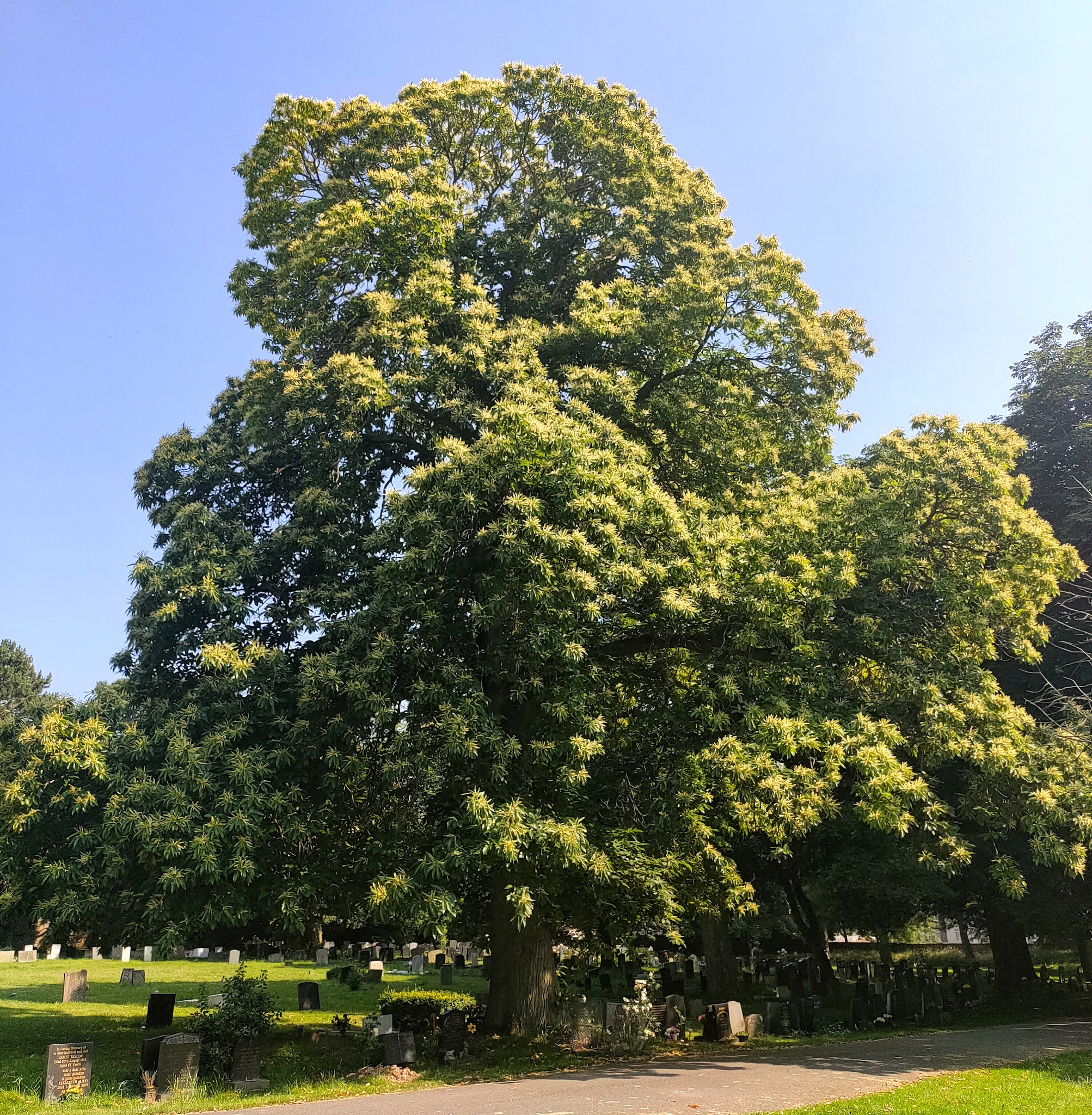 My Meetings with Remarkable Trees Big Sweet Chestnut