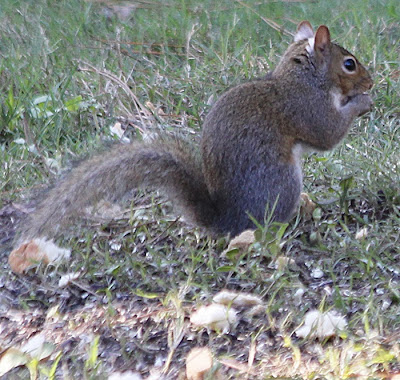 gray ears fur squirrel also light their gardening nature december birder backyard