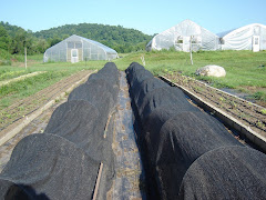 Shade Cloth Covered Crops