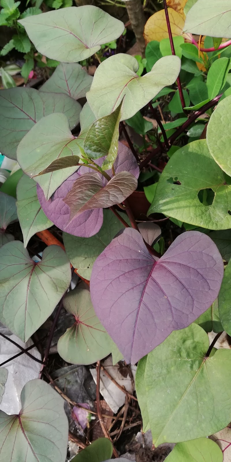 Garden Chronicles of James David Sweet Potato Vine Purple Heart